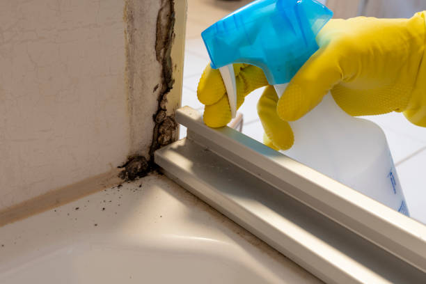 Best Bathroom Mold Remediation in Steele, MO
