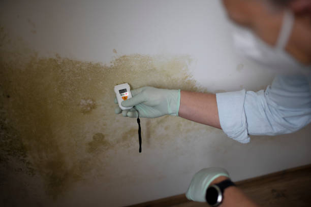 Best DIY Mold Remediation Support Services in Steele, MO