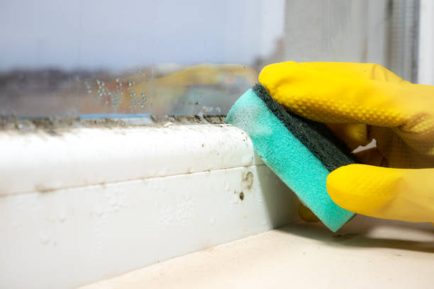 Best Industrial Mold Remediation in Steele, MO