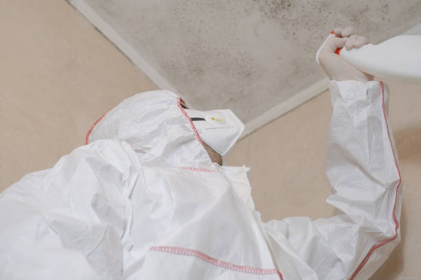Professional Mold Remediation in Steele, MO